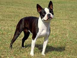 other dogs does the Boston Terrier get 