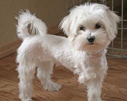 maltese and poodle cross