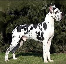 great dane dogs for sale
