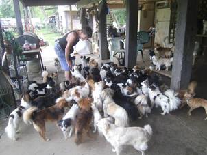 How Many Pets Are Too Many? Another Look at Animal Hoarding - Friends of  the Dog